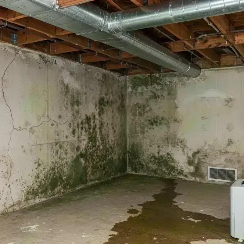 Professional Mold Removal in Mountain Village, CO